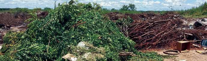 Região Sertão Norte Foto 7. Área para disposição de poda em Forquilha Brasil e sua distribuição pode ser resultante da relação direta entre perfil socioeconômico da população, consumo e geração.