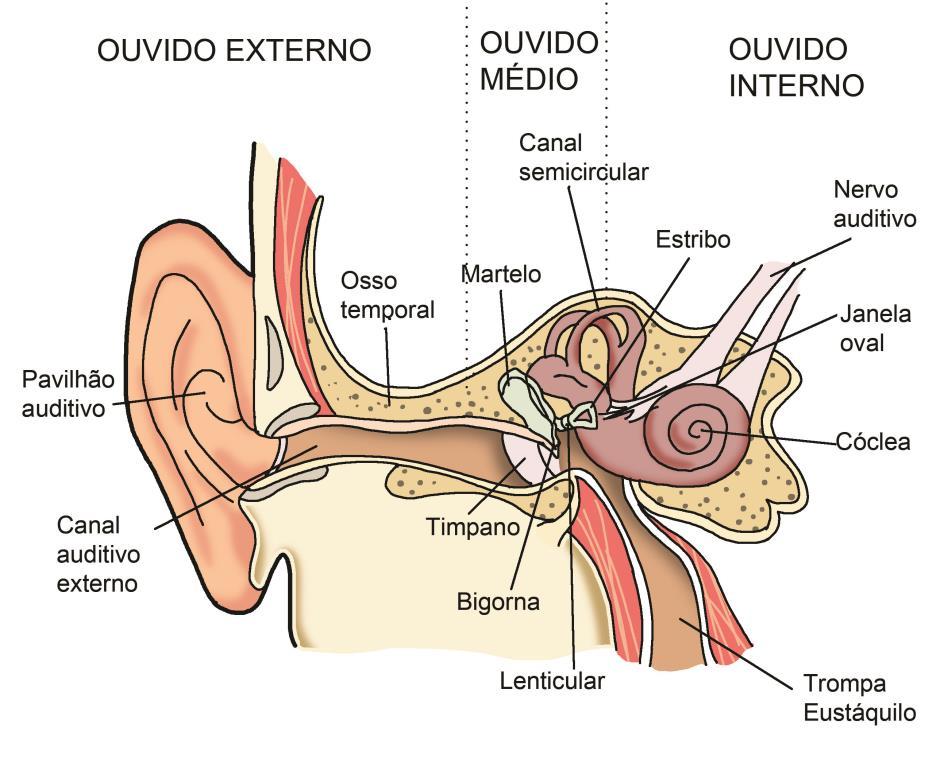 Anatomia