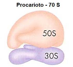 10 RIBOSSOMA: Estrutura e Composição: