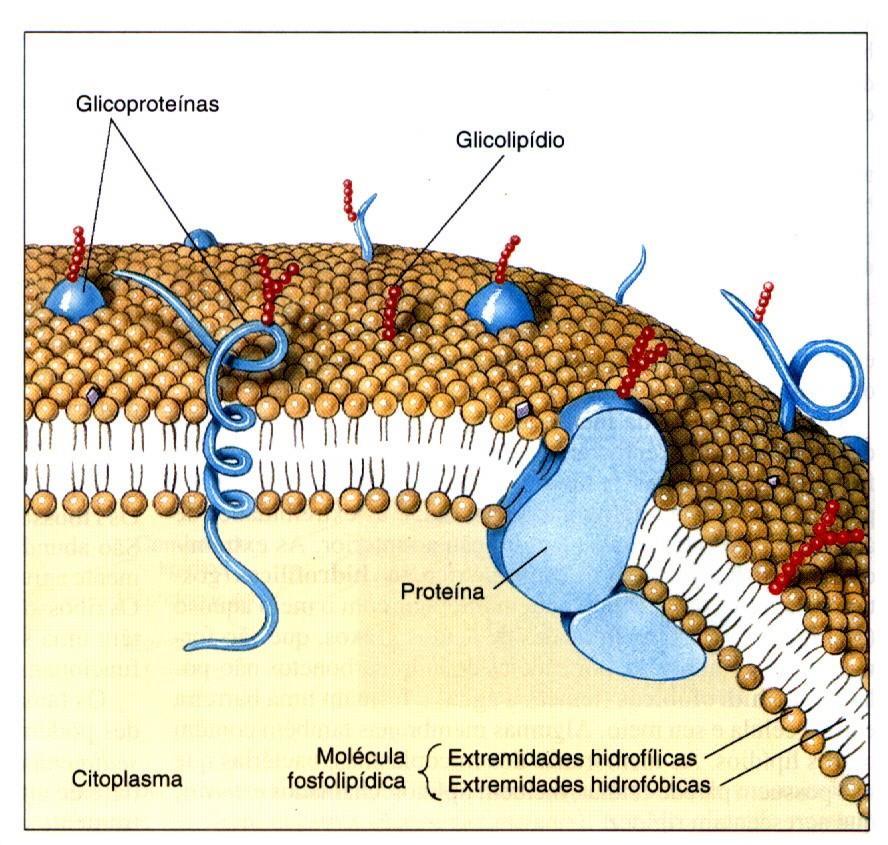9 MEMBRANA CELULAR: Estrutura e Composição: Bicamada fosfolipídica entremeada de proteínas globulares;