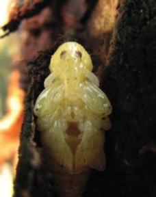 , 1996; LOURENÇÃO; ROSSETTO; SOARES, 1984). Figura 3 Heilipus catagraphus: adulto (A), larva (B) e pupa (C) A B C 4.1.1 Aspectos biológicos O ciclo biológico da