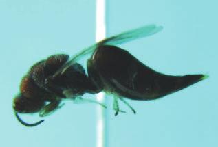 O macho possui 6,56 ± 0,05 de comprimento, de coloração amarelo brilhante (Figura 11A).