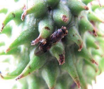 O comportamento de oviposição da broca-da-semente da graviola se inicia pelo antenamento das fêmeas a procura da semente no interior do fruto da gravioleira (Figura 13).
