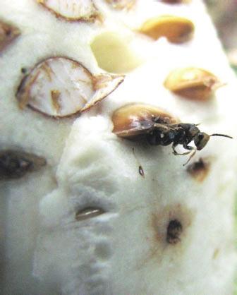 Os sinais do ataque da broca-da-semente no campo podem ser identificados por meio de vistorias nos frutos, observando se há orifícios de emergência dos adultos (Figura 14B).