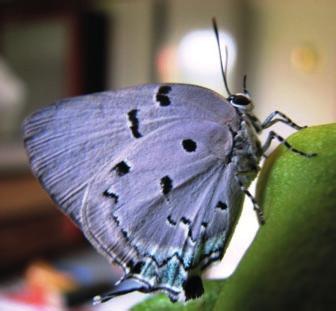 5 PRAGAS SECUNDÁRIAS 5.1 Traça-da-gravioleira Oenomaus ortygnus (Cramer) (Lepidoptera: Lycaenidae) O inseto no estádio adulto é uma borboleta de 36 mm de envergadura (Figura 29).