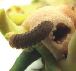 As lagartas também podem atacar frutos, causando pequenos orifícios; os frutos pequenos secam, ficam escuros, e podem cair ou ficar mumificados na planta.