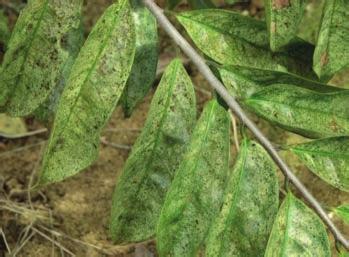 Figura 32 Folhas de gravioleira com coloração verde prata em decorrência ao ataque de Corythucha gossypii infestações significativas (MEAD, 1989) e também em plantios de mamona (VARÓN; MOREIRA,