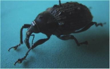 Figura 37 Adulto de Cratosomus bombina (Coleoptera: