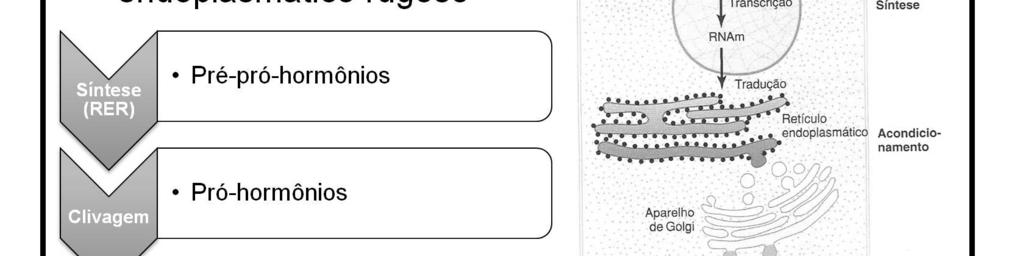 Geralmente são sintetizados como proteínas maiores que não são biologicamente ativas (pré-pró-hormônios) e clivados para formar pró-hormônios menores no retículo rugoso.