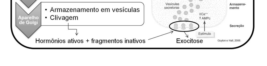 Neste processo, as enzimas nas vesículas clivam os pró-hormônios para produzir hormônios menores biologicamente ativos e fragmentos inativos.