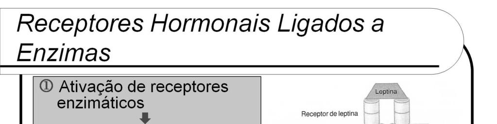 Exemplos: receptores tirosina quinase (atividade intrínseca ou associada), receptores serina/treonina quinase (atividade intrínseca), receptores guanilato ciclase (único domínio transmembrana),