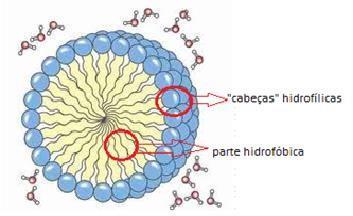Componentes GORDURAS (LIPÍDIOS) Os glóbulos são constituídos de um núcleo