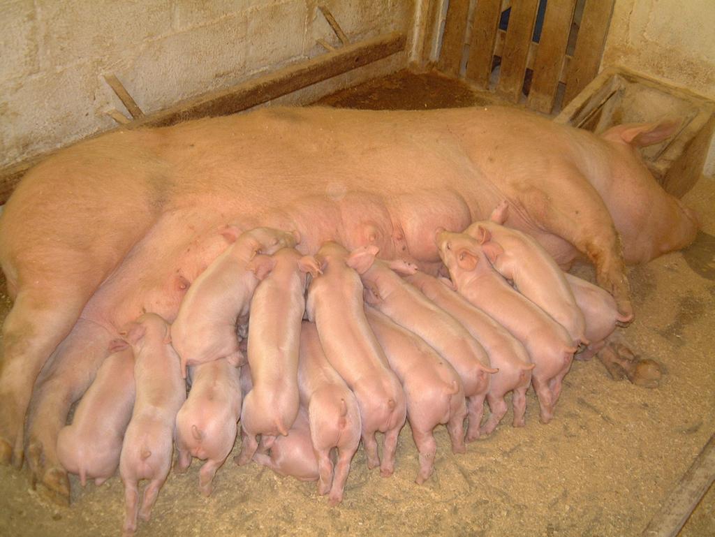 Produção de suínos em família sem uso coletivo de antimicrobianos 11 Foto: Nelson