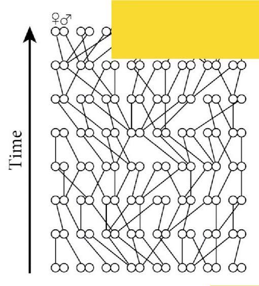 Relações reticuladas Intra-populacional História do gene é tree-like Sorteamento