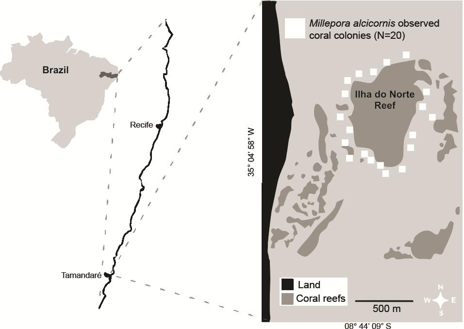 Fig. 1. Map of the study area, Ilha do Norte reef in Tamandaré municipality, Northeast Brazil, indicating the 20 sampled M. alcicornis colonies.
