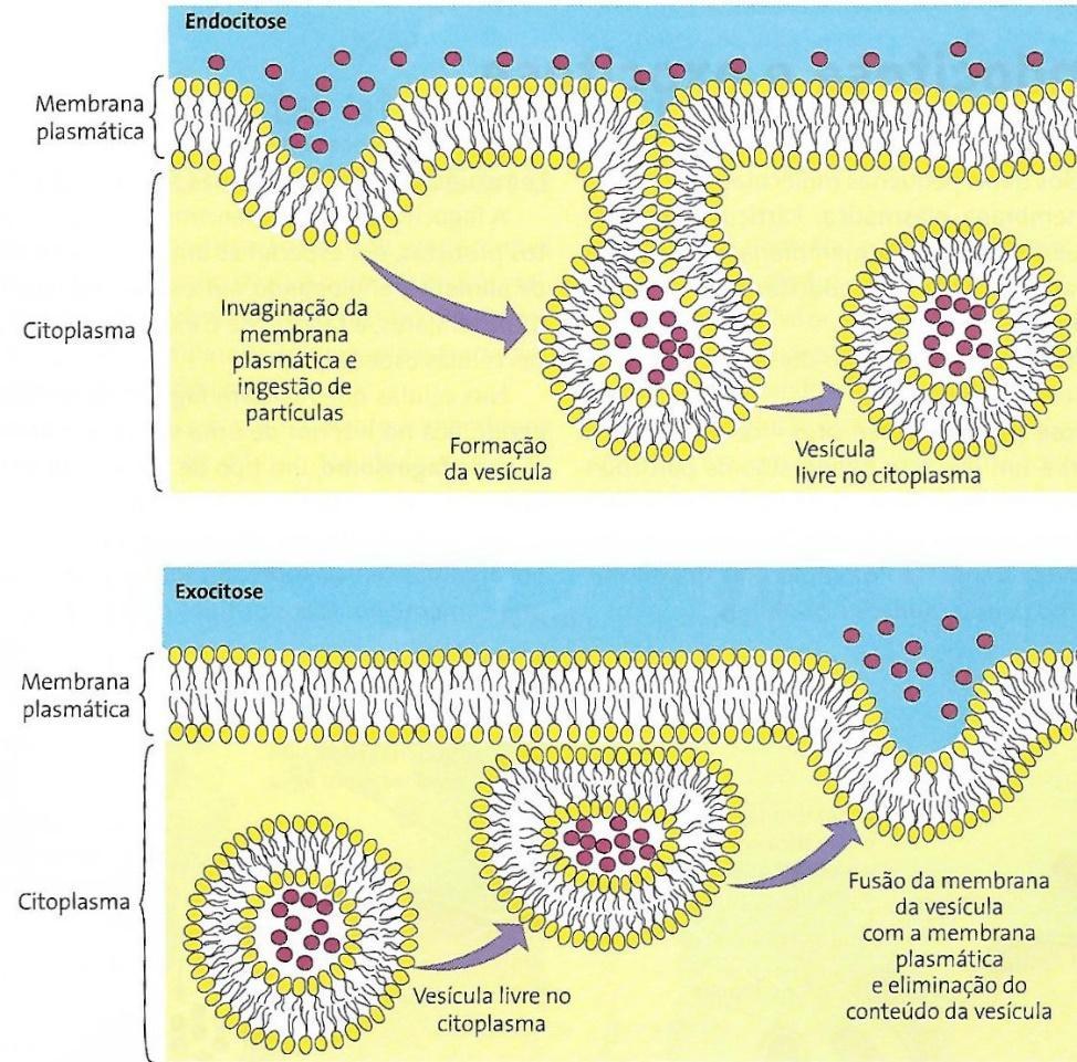 Transporte de Massa: Endocitose e Exocitose Partículas maiores não conseguem atravessar a membrana, mas podem ser incorporadas à célula por endocitose ou ser eliminada por exocitose.