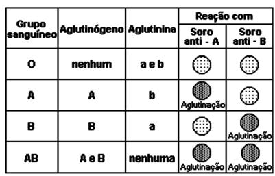 No caso da pessoa com sangue O, não haverá aglutinação, pois falta o aglutinogênio. O mesmo acontece com o Fenótipo Bombaim, que não pode ser identificado nesse simples teste.