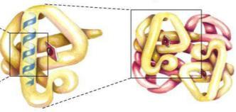 a de dois polipeptídeos gera o 3D Estrutura terceária: estrutura tridimensional dos polipeptídios União de mais de uma