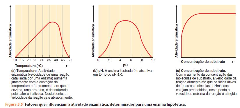 ph    enzimática