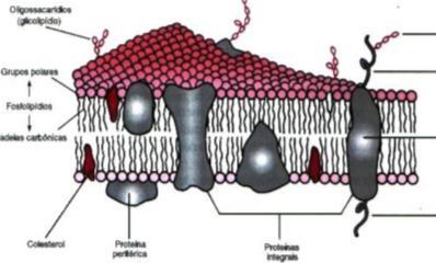 Proteínas: estuturais