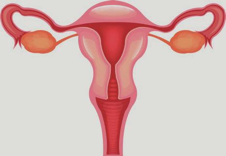 Saúde das Trompas de Falópio Fertilidade e gravidez Guia para tentantes As Trompas de Falópio são os canais que ligam útero e ovários.