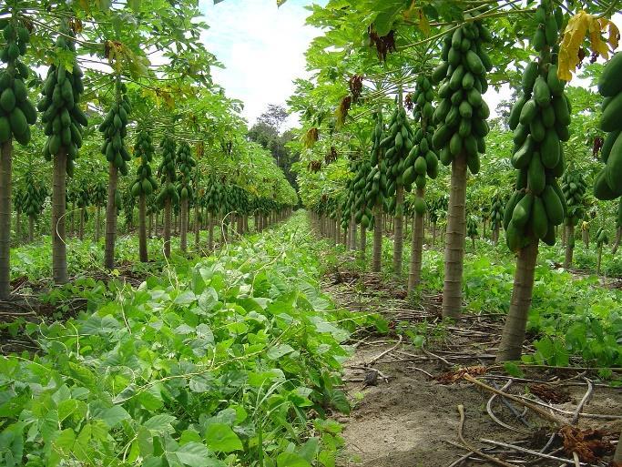 O uso excessivo de arado e de grade, no preparo das áreas, associado à prática da raspagem da superfície do solo da entrelinha para amontoar terra sobre a linha de plantio e formar camalhões, tem