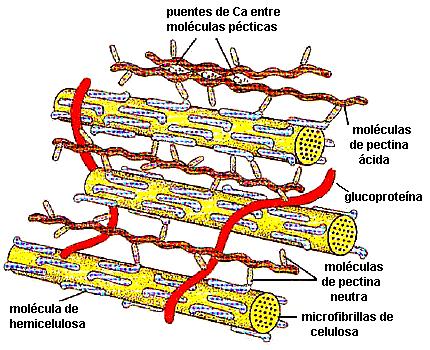 moléculas e aminoácidos.