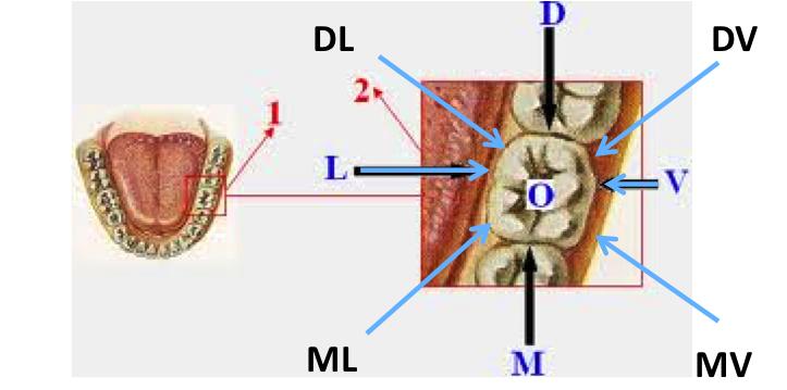 12 sonda periodontal, multiplicado por 100 e dividido pelo número total de superfícies. Já a reabsorção óssea foi avaliada através do PCI, calculado a partir dos índices PCS e LEC-MG.