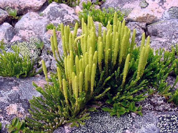 Lycopodium