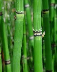 Equisetum