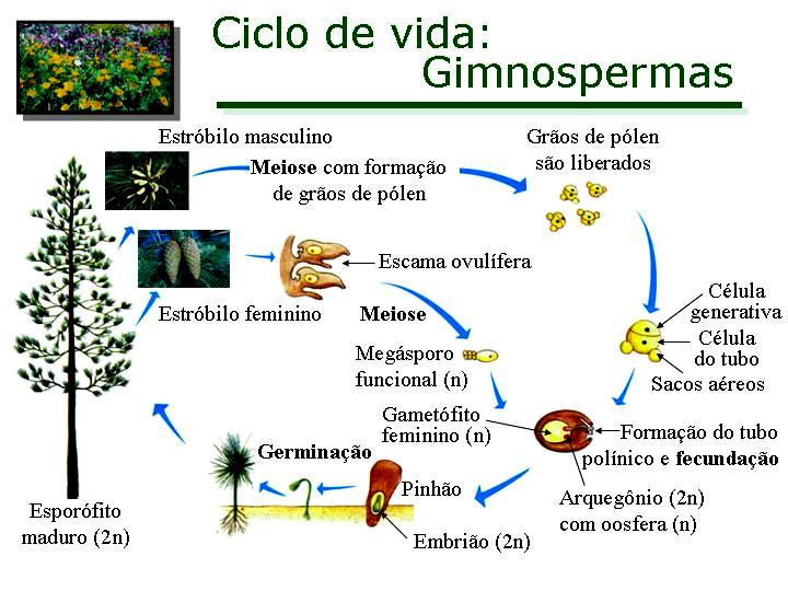 As gimnospermas: plantas vasculares que produzem flores e sementes, mas possuem sementes nuas, ou seja, não são envolvidas pelo ovário desenvolvido, que são os frutos.