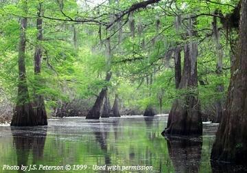 Taxodium