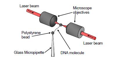 Pinças Ópticas Optical Tweezers O aprisionamento das partículas ou sistemas biológicos pode ser