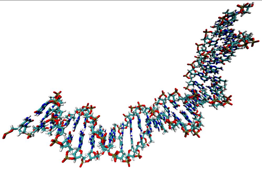 Par de bases DNA A figura foi gerada com o programa Visual Molecular Dynamics ( V M D ), d i s p o n í v e l e m : < http://www.ks.uiuc.edu/development/download/download.cgi?packagename=vmd>.