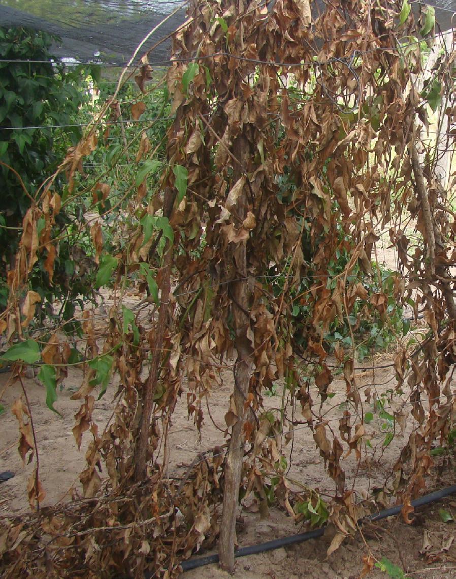 Produção de Guaco no Litoral Cearense Figura 3. Plantas de guaco com sintoma de ataque de fungo Macrophomina sp., Paraipaba, CE.