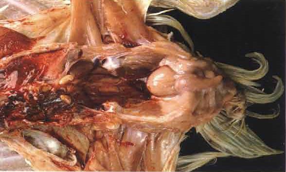 Anatomia do Sistema Imune