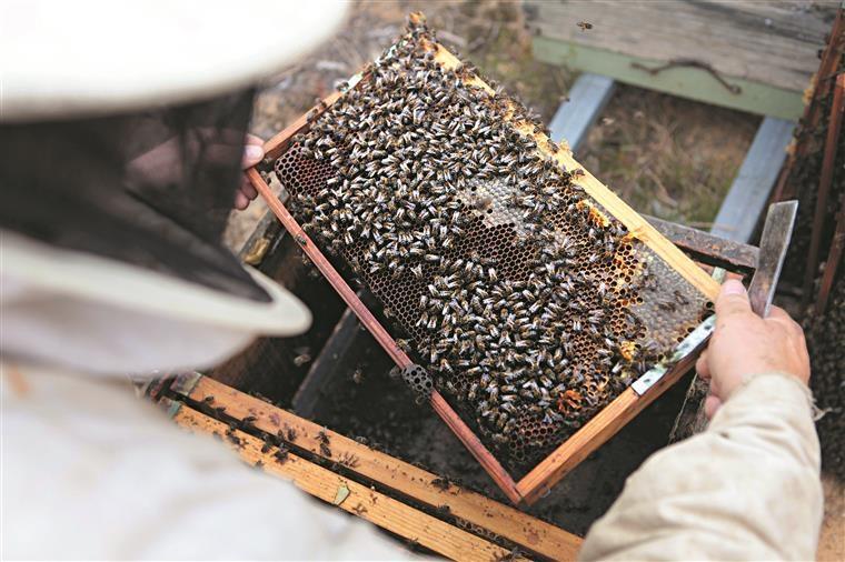Apicultores: Declaração Anual de Existências Até 30 De Setembro Os apicultores devem proceder à declaração anual de existências de 1 a 30 de Setembro de 2018, directamente na Área Reservada do Portal