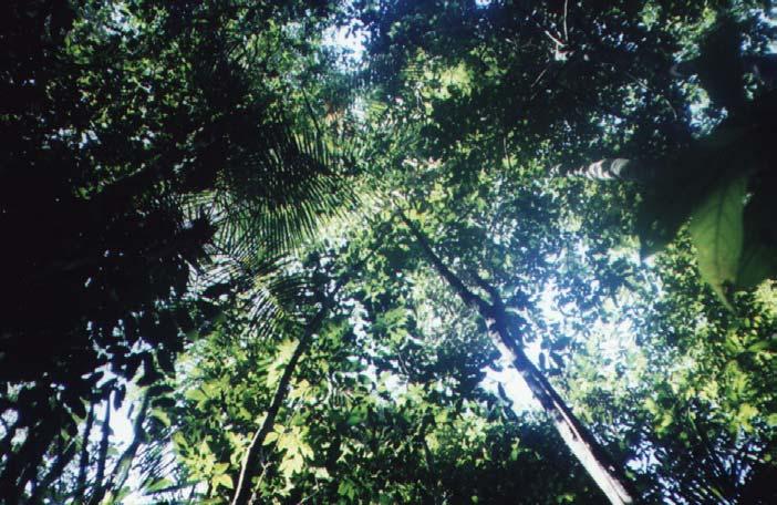 FIGURA 3.13 - Visão inferior do dossel de um conjunto de árvores típicas da floresta da Estação ZF-2.