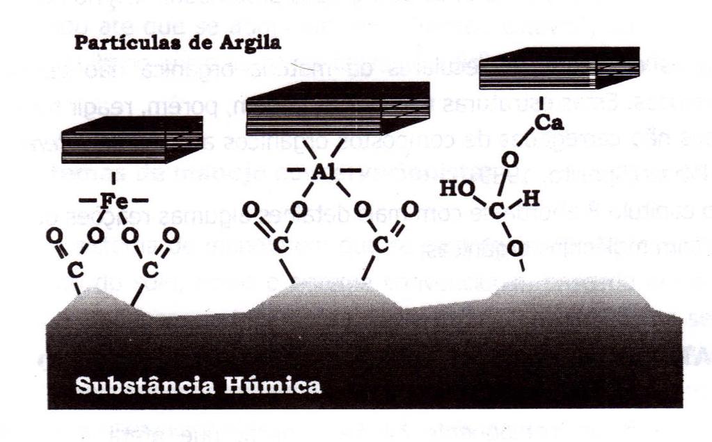 Interação de substâncias húmicas