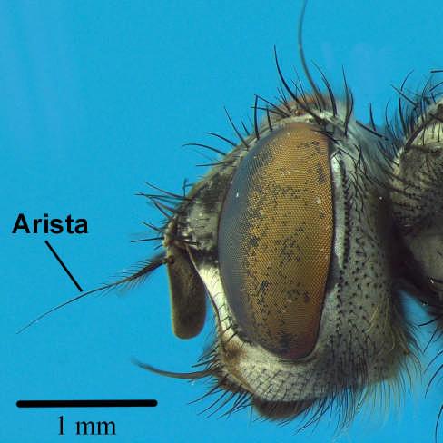 Arista quase nua, pouca plumosidade comparada as demais (Fig.