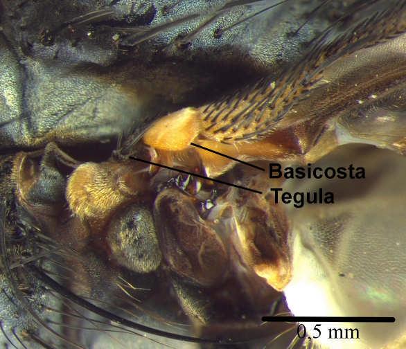 14) e genitália igual a Fig. 15...... Helicobia aurescens Figura 13.