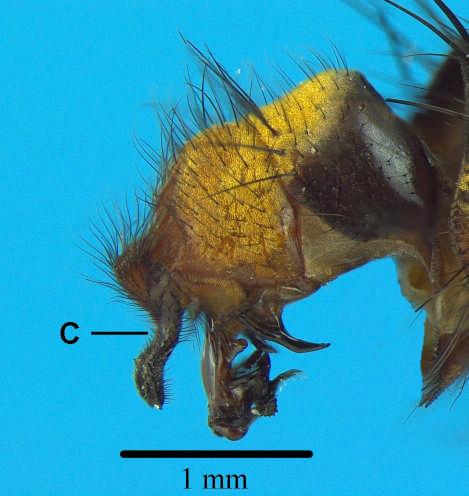 Oxysarcodexia riograndensis (Lopes,1946); vista lateral da terminália. Abreviatura: (V) ventrália. 5.