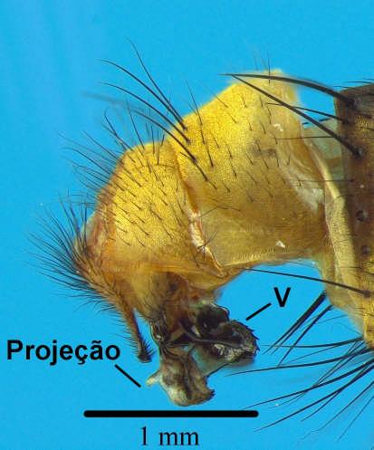 6. Edeago com projeção entre o basifalo e distifalo, ventralia serrilhada (Fig. 18)...... Oxysarcodexia thornax 6. Edeago sem projeção, ornamentação da ventralia similar a um pente (Fig. 19).