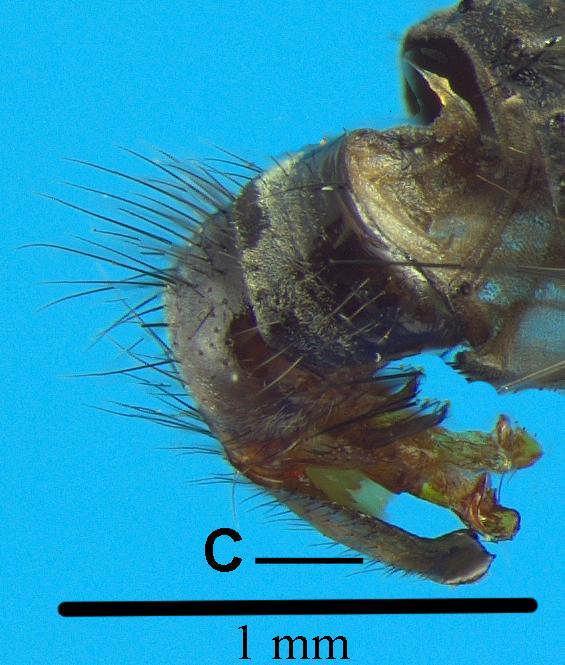 7. Cercos largos na base, parecendo truncados ao final (Fig. 20 e 21)... Sarcodexia lambens 7.