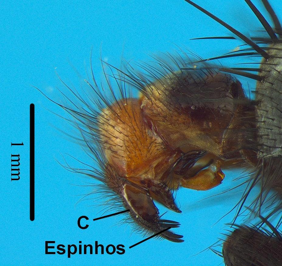 Sarcodexia lambens (Weidemann, 1830), vista lateral da terminália. Abreviatura: (C) cerco. 8.