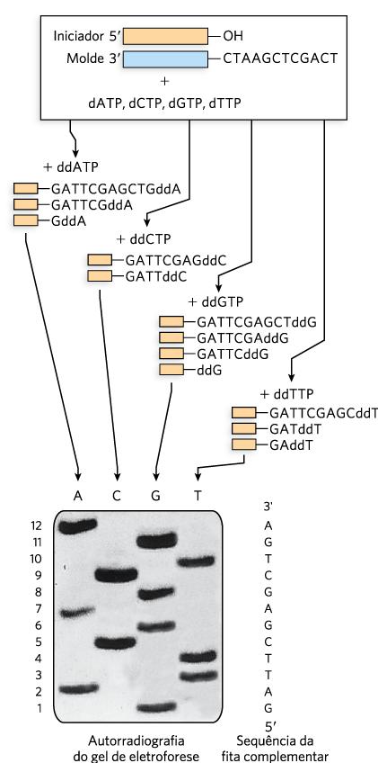 Método de Sanger: terminação controlada da