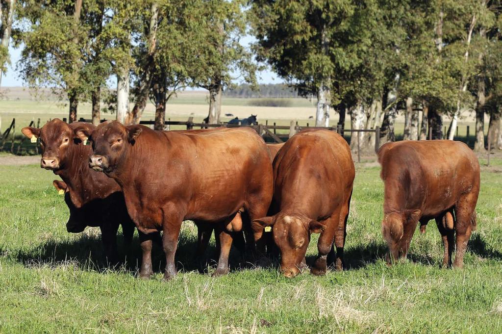 TOUROS RED ANGUS PUROS CONTROLADOS LOTE TAT NASC 39 3007 18/08/2013 BASCO GARRINCHA CA 3007 PAI: PAINEIRAS STRYKER ROCK GARRINCHA 4948 MAE: PAINEIRAS CA 6001 AVÔ MATERNO: PAINEIRAS RED DYNAMO DENDÊ