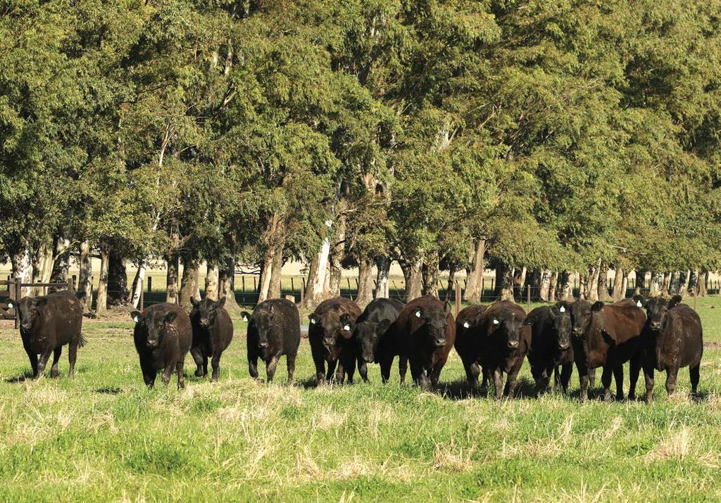 NOVILHAS ANGUS PURAS DE DIGREE LOTE TAT NASC 85 859 26/11/2014 BASCA LICURGO 859 PAI: BASCO LICURGO QUEBRACHO 268 MAE: PAINEIRAS DENDÊ 4879 AVÔ MATERNO: PAINEIRAS RED DYNAMO DENDÊ 1019 6 1.