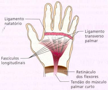 Mão Mão Tendão flexor