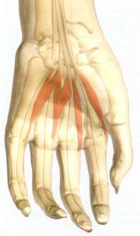 Mão músculos Interósseos palmares: nervo ulnar Mão